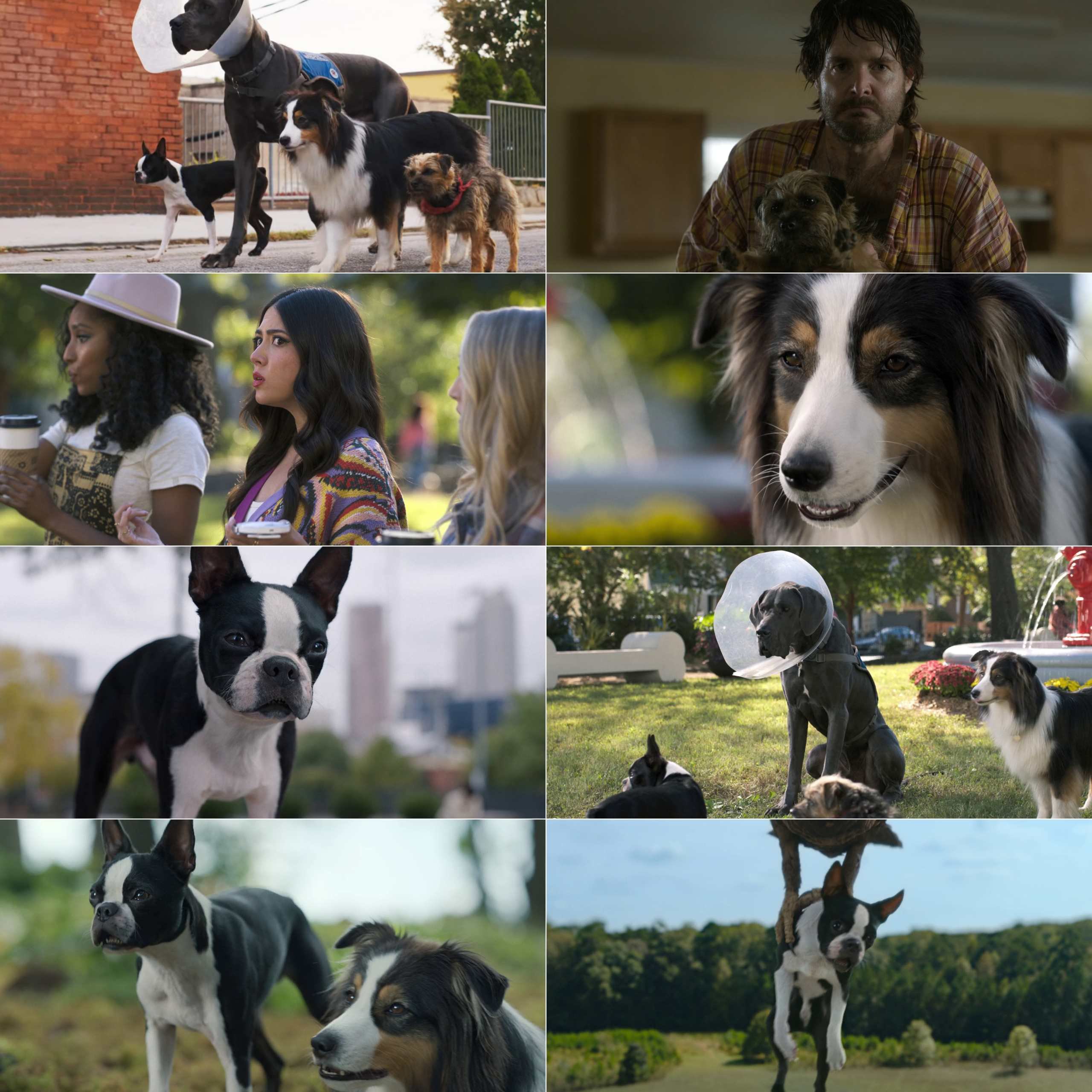 Strays 2023 Hindi English Dual Audio Hollywood Movie BluRay HD ESub filmywap screenshot