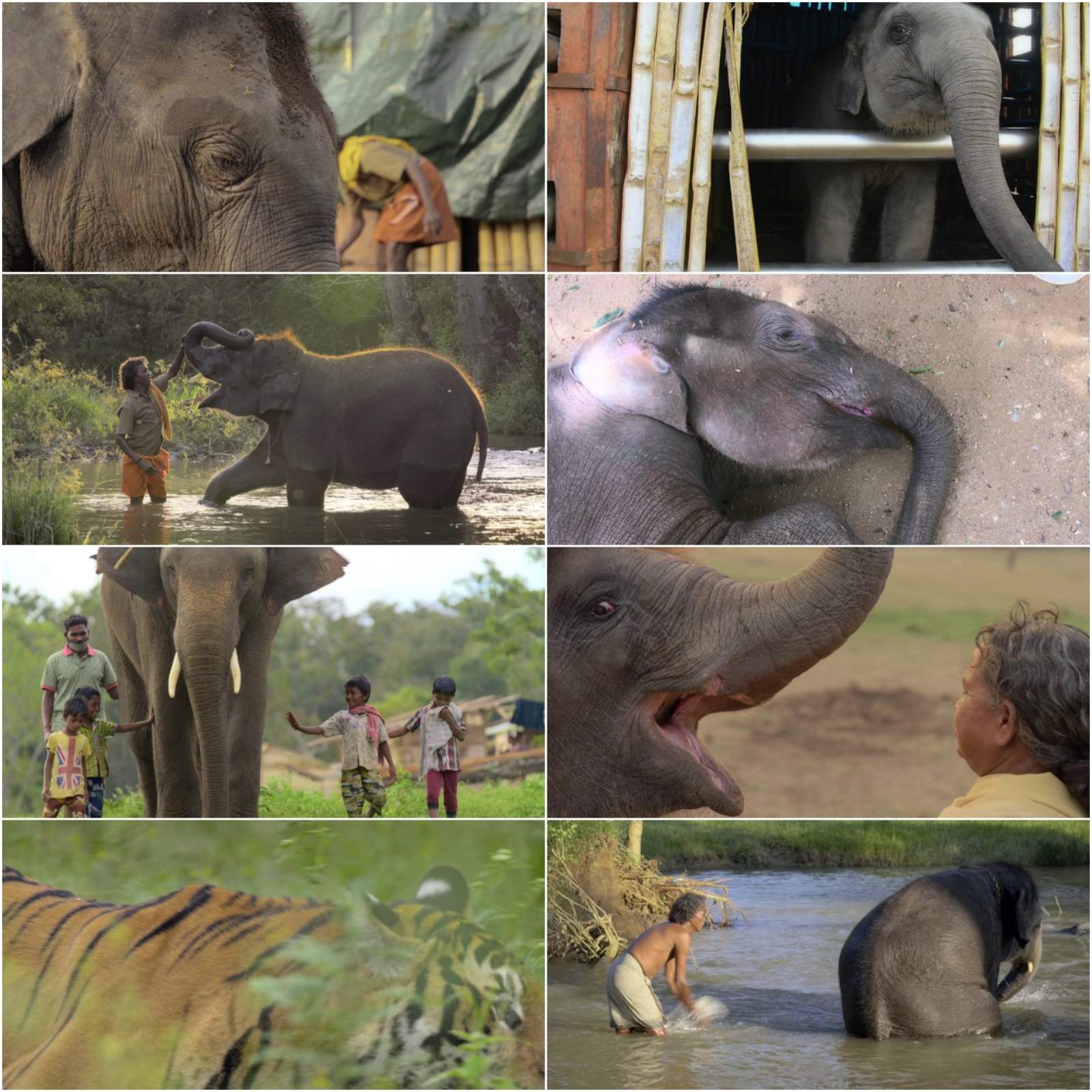 The Elephant Whisperers 2022 Hindi English Dual audio Short Documentary Movie HD ESub filmywap screenshot