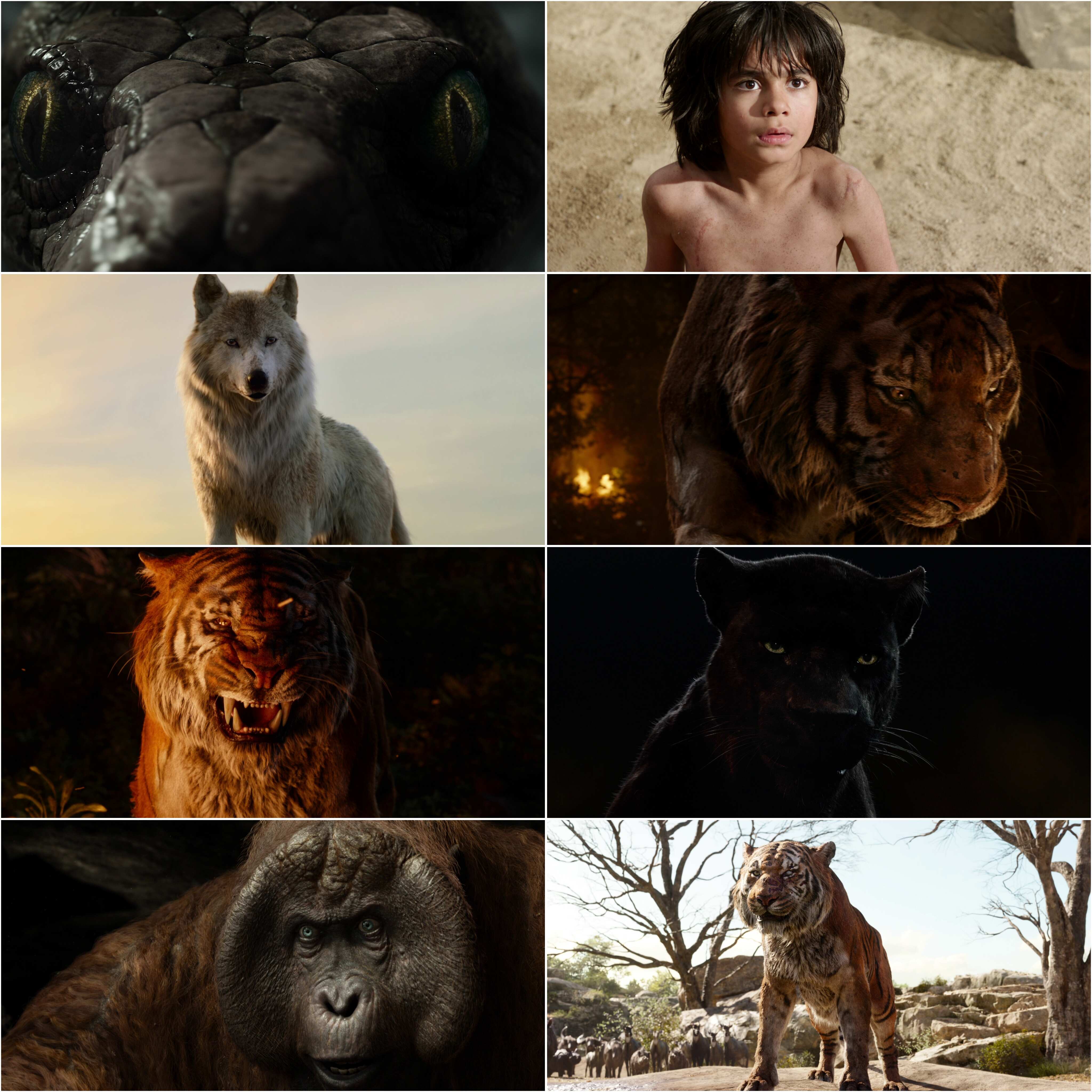 The Jungle Book (2016) (Hindi   English) Dual Audio Hollywood Movie BluRay HD ESub filmywap screenshot